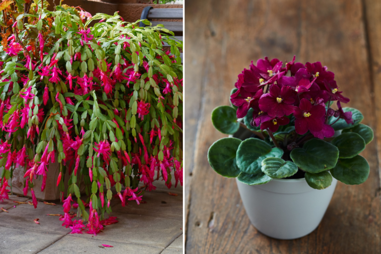 10 Nostalgic Houseplants Grandma Grew (And We Still Adore)